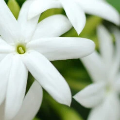 L.C.P Professionnel Paris Essentials Micellar Water With Jasmine Floral Water 500ml -Wella Professionals || Redken || Matrix Sales 818152 2