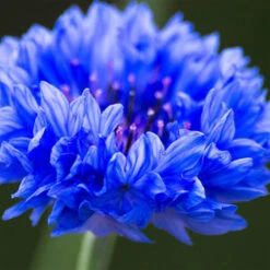 L.C.P Professionnel Paris Essentials Eye Make Up Remover With Cornflower Water 500ml -Wella Professionals || Redken || Matrix Sales 818156 2